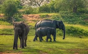 Luxury Tour of Sri Lanka: Explore Ancient Wonders and Nature's Beauty