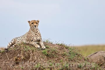 13 Days and 12 Nights Tour in Kenya and Tanzania Safari
