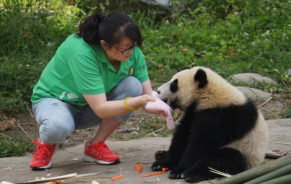 Panda Conservation Experience at Dujiangyan Wolong Base