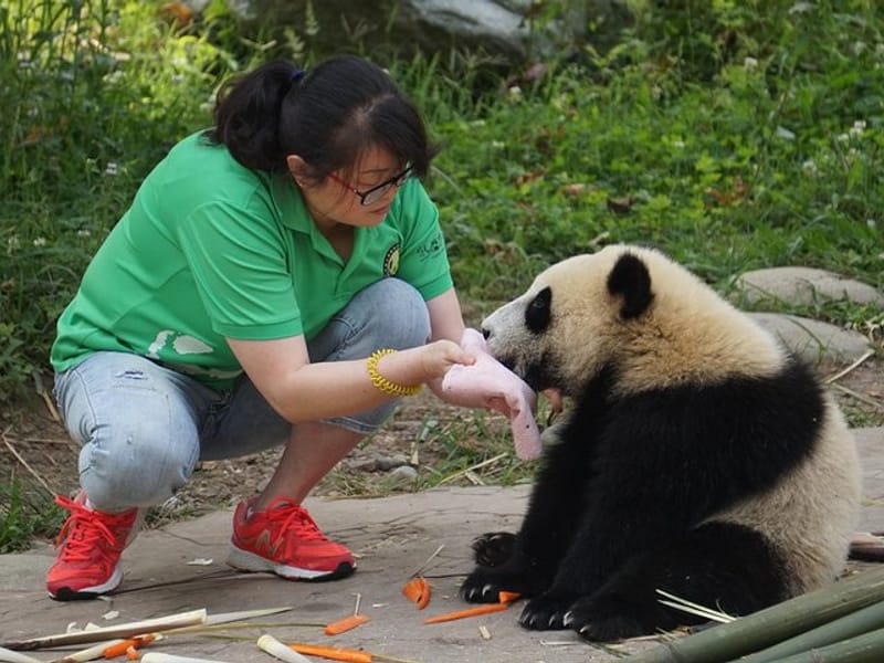 Visiting Dujiangyan Yaan Wolong Panda Base Optional Volunteering