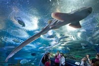 PATTAYA Join Tour Under Water World 5