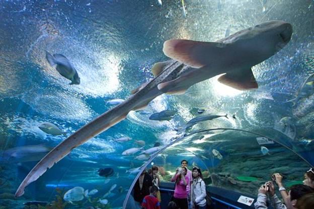 PATTAYA Join Tour Under Water World 5