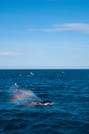 Best Value Whale Watching Tour from Reykjavik	 5