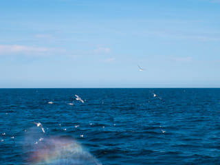 Best Value Whale Watching tour from Reykjavik, photo 6