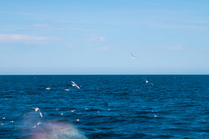 Best Value Whale Watching tour from Reykjavik