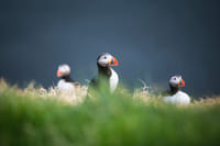 Puffins in Puffin Island