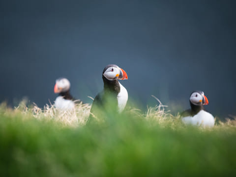 Puffins in Puffin Island