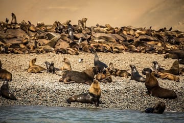 2-Day Cultural Tour of Nazca Lines and Ballestas Islands