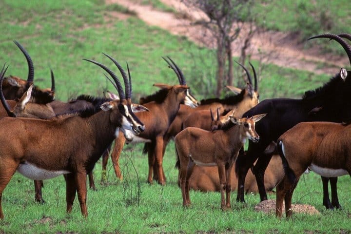 Shimba Hills National Reserve Day Tour with Sheldrick Falls