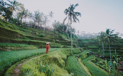 Ubud Private Tour: Waterfalls, Rice Terraces, and Monkey Forest