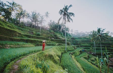 Ubud Private Tour: Waterfalls, Rice Terraces, and Monkey Forest