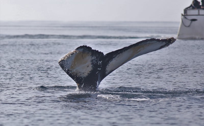 Reykjavik Evening Whale Watching Cruise in Arctic