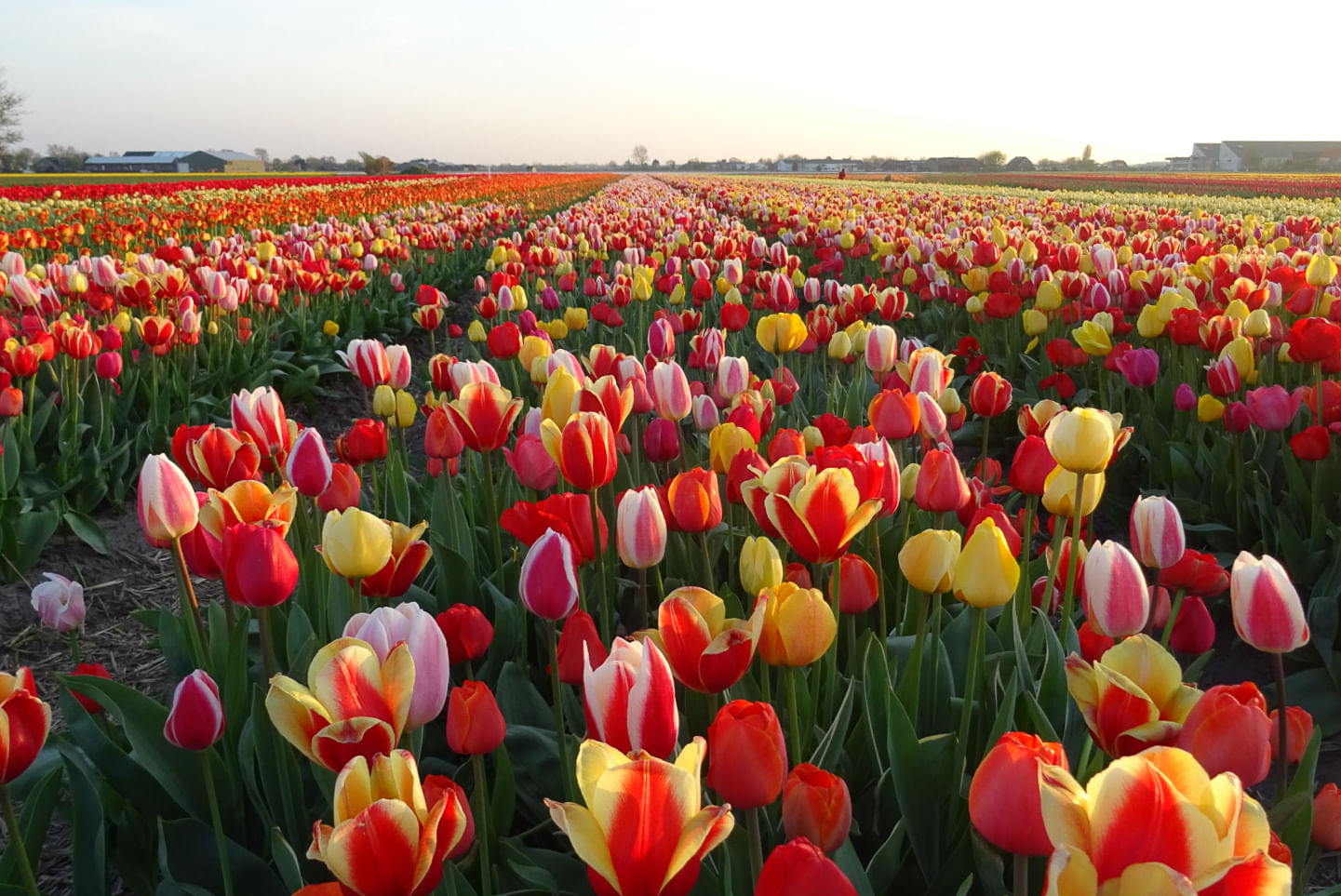 Tulip field