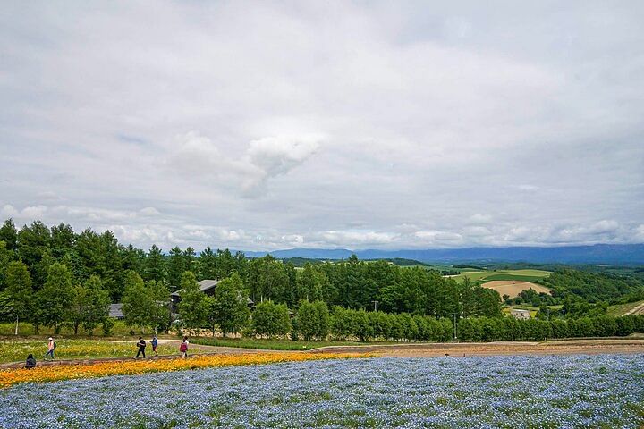 Hokkaido: Biei Blue Pond and Furano Flower Farm Day Trip