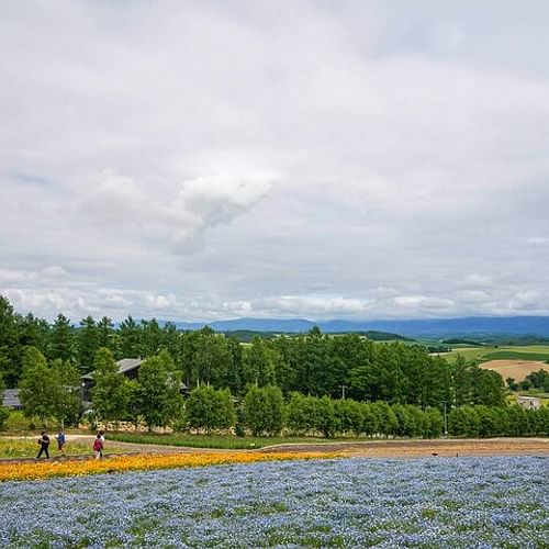 Hokkaido: Biei Blue Pond and Furano Flower Farm Day Trip