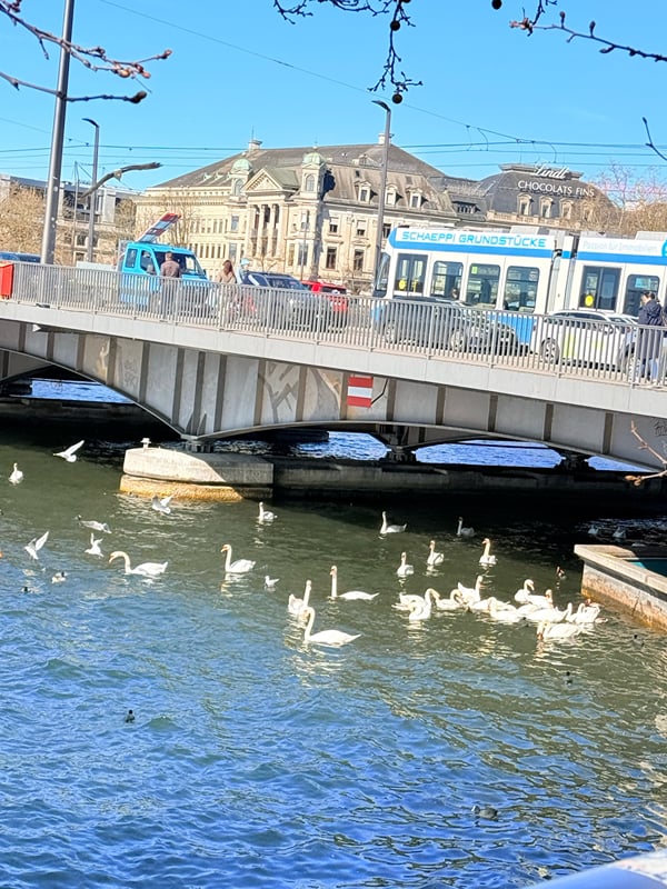 Os cisnes no Limmat, junto à ponte, no centro de Zurique.