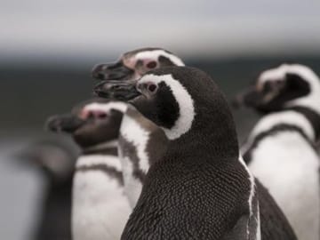 Penguins at Gable Island