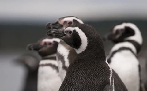 Private 4-Day Luxury Tour of Ushuaia and Tierra del Fuego