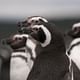 Penguins at Gable Island