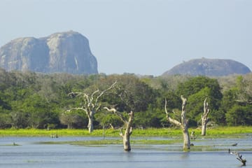 Ceylon Beach and Safari Tour in Katunayake, Sri Lanka