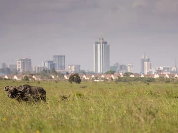 Nairobi Museum Snake Park Giraffe Center and Beads Center Tour