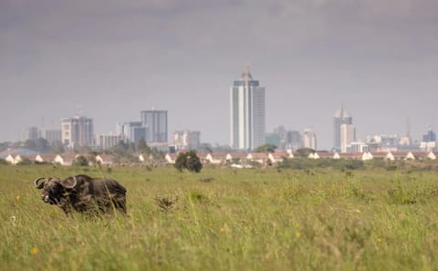 Nairobi National Park Game Drive and Beads Center Tour