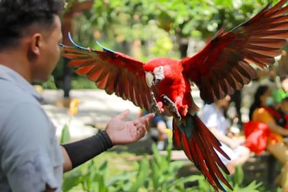 Bali Bird Park Admission Ticket for Birdwatching Experience