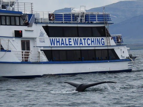 Whale Watching & Whales of Iceland Museum, photo 5