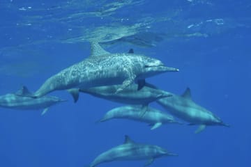 Glass Bottom Boat Tour in Port Ghalib, Marsa Alam