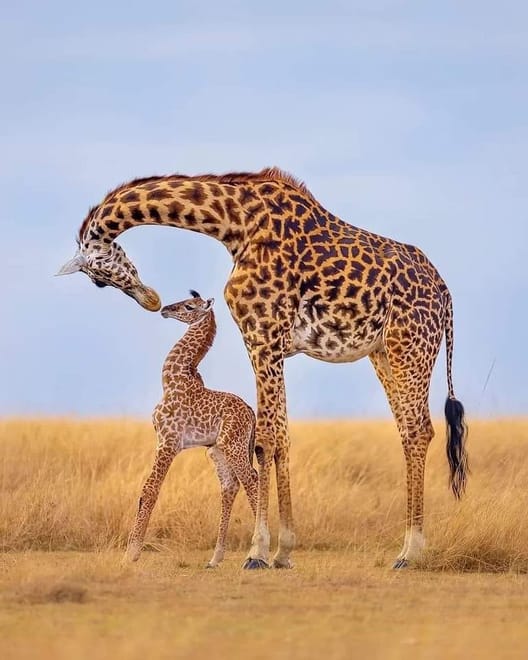 4-Day Nairobi National Park & City Safari 10