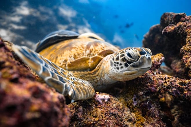 Private Los Cabos snorkeling tour to Chileno bay and Santa Maria cove 3