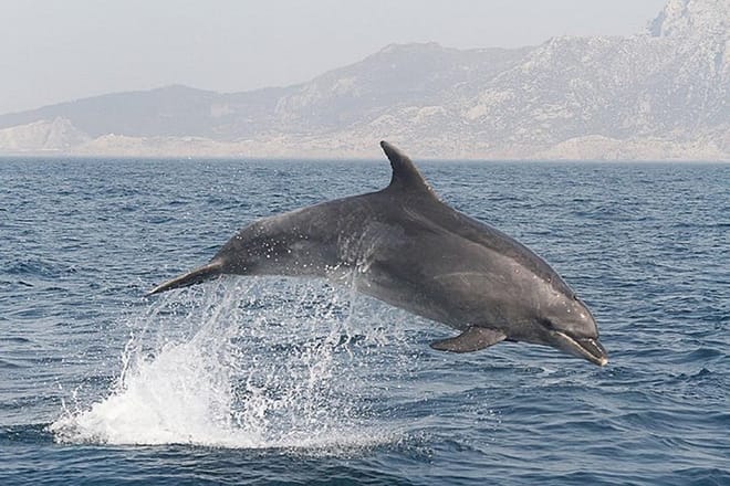 Dolphin & Whale Watching Tour from Seville photo 5