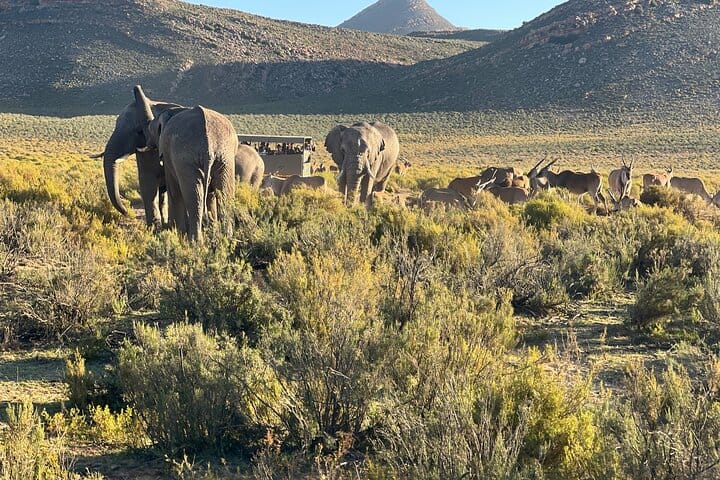 Cape Town Aquila Game Reserve Big 5 Sunset Safari with Transport