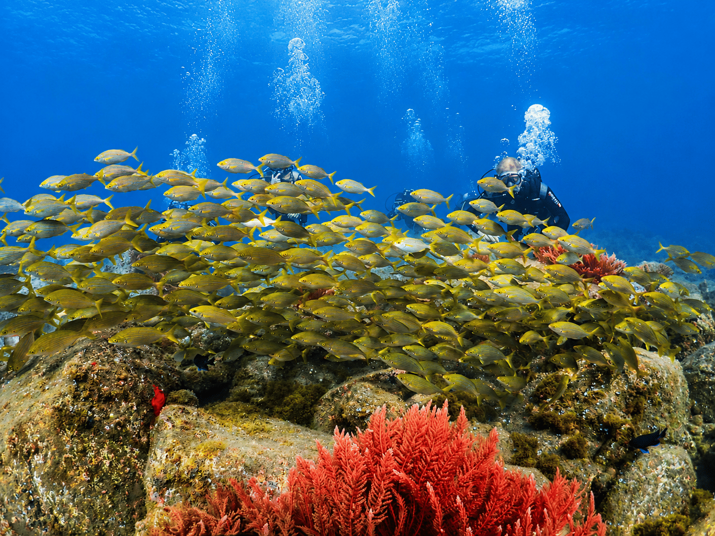 scuba diving experience try madeira funchal