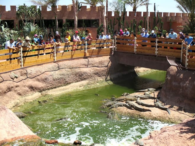Agadir Dolphin Show & Crocodile Parc | 1 Day : Private & Luxury 2