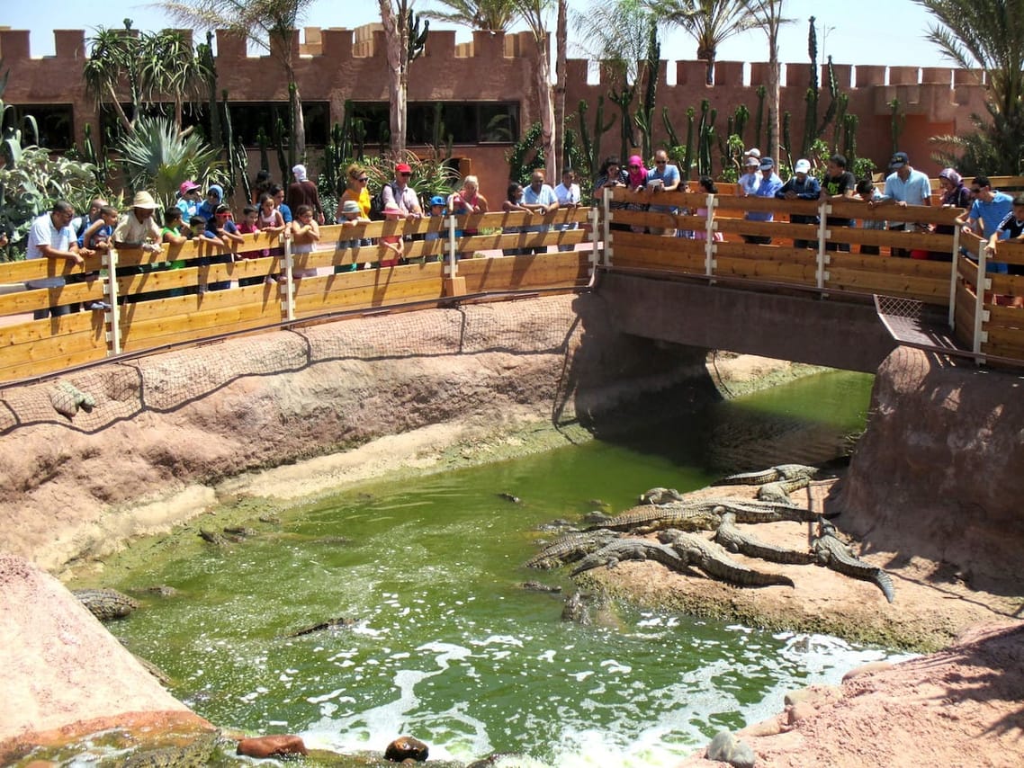 Agadir Dolphin Show & Crocodile Parc | 1 Day : Private & Luxury 2