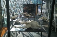 Vesuvius Shore Tour and Pompeii Site 10