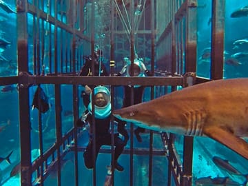 Shark Walking Experience in Dubai's Underwater World