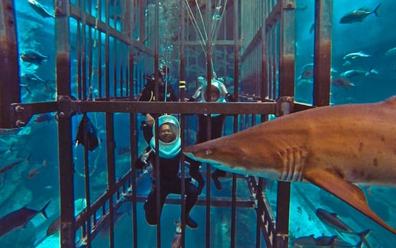 Shark Walker