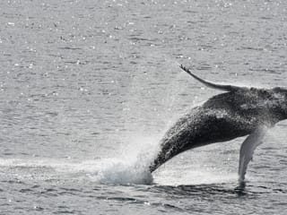 Best Value Whale Watching tour from Reykjavik, photo 26