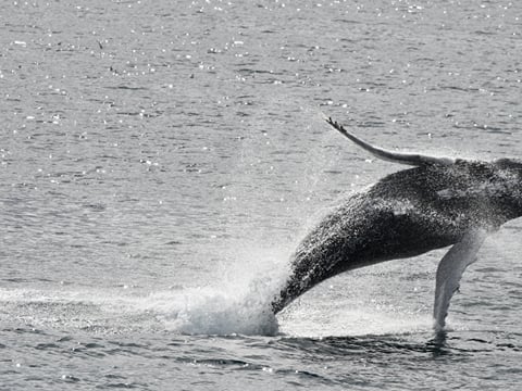 Best Value Whale Watching tour from Reykjavik, photo 26