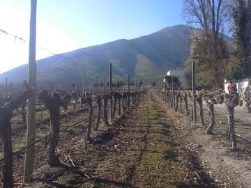 Private Wine Tour of Casablanca Valley from Santiago