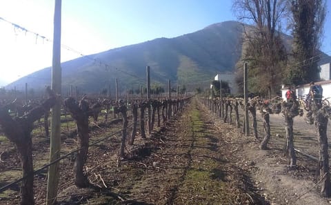 Private Wine Tour of Casablanca Valley from Santiago