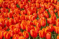 Visit the Kuekenhof gardens and its tulip fields with a car and private guide picked up at your hotel 2