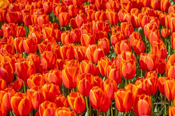 Visit the Kuekenhof gardens and its tulip fields with a car and private guide picked up at your hotel 2