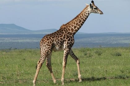 Guided Day Tour To Arusha National Park From Arusha