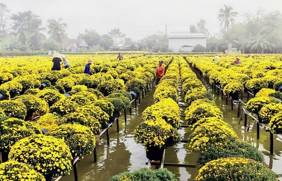 Private 2 Days Sa Dec Village and Tram Chim National Park