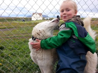 Siberian Husky Kennel Visit, photo 7