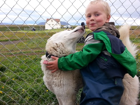 Siberian Husky Kennel Visit, photo 7