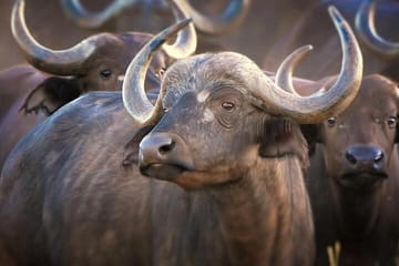 4-Day Luxury Safari in Masai Mara for Great Migration